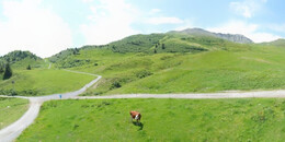 Alp Stätz